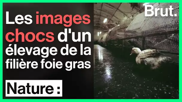 L214 : les images chocs d'un élevage de la filière foie gras
