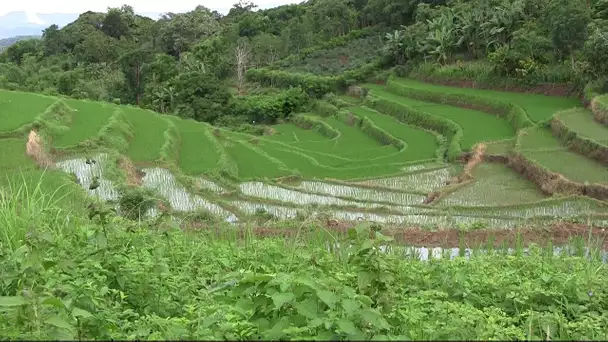 Indonésie : Le riz rouge local, la richesse oubliée