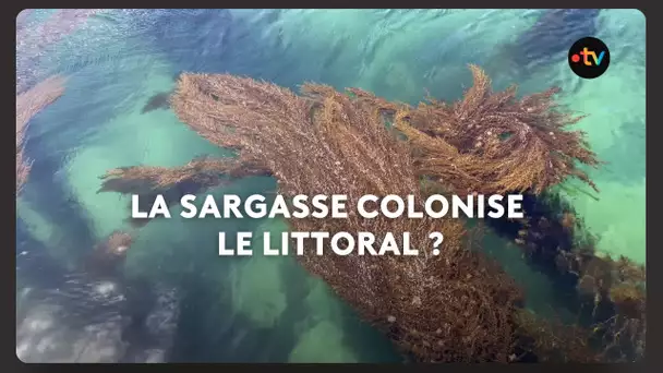 L'algue Sargasse colonise t-elle le littoral ?
