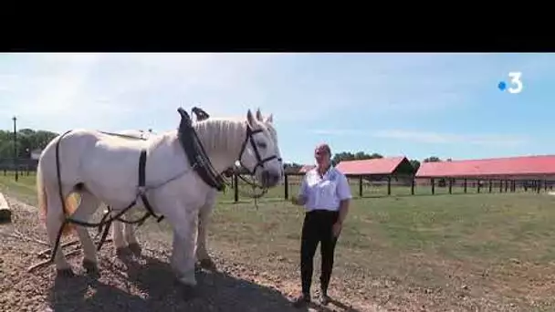 La maison du cheval boulonnais à ouvert ses portes à Samer