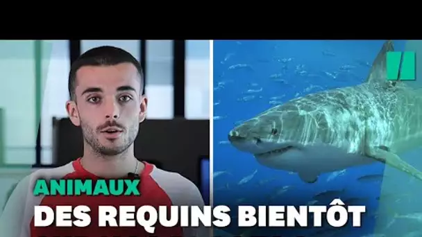 Les requins vont-ils se multiplier près des plages françaises ?