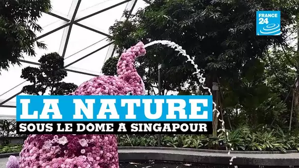 Singapour, la nature sous le dôme