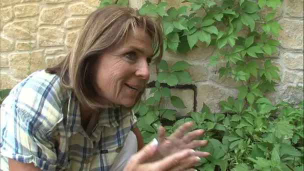 Orties, rumex, plantain, regalez vous avec les mauvaises herbes