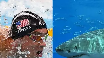 Michael Phelps se lance un défi contre... un requin blanc !