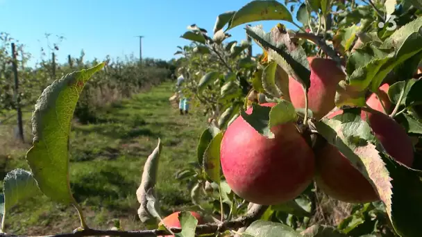 Le verger conservatoire de pommes et poires de Pétré cherche de nouveaux adhérents