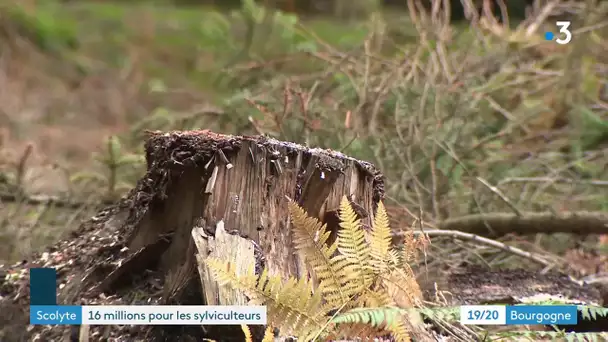 Forêt : un dispositif d'aide est mis en place pour commercialiser les bois attaqués par les scolytes