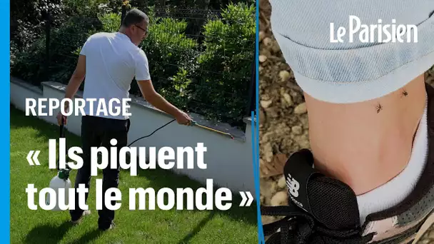 « Ils piquent tout le monde » : victimes d'une invasion de moustiques tigres, les habitants d’Antony