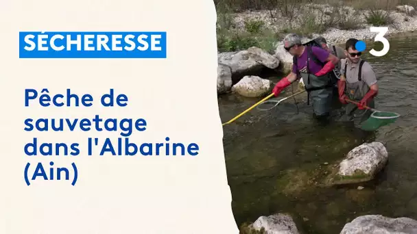 Sécheresse : pêche de sauvetage dans l'Albarine