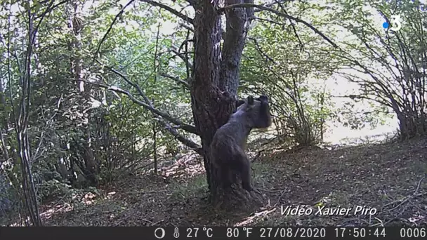 Exclusivité : les images d'une ourse et de ses petits dans les Pyrénées