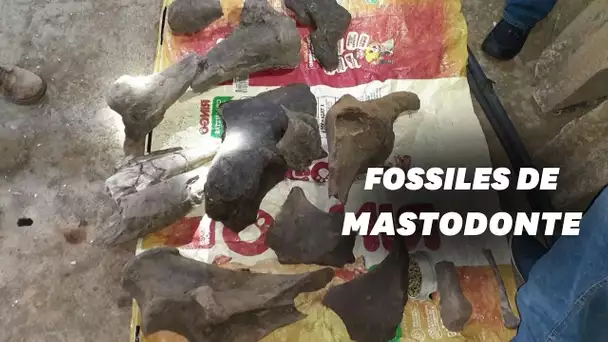 Des chercheurs d'or colombiens tombent sur des os de mastodonte vieux de 10.000 ans