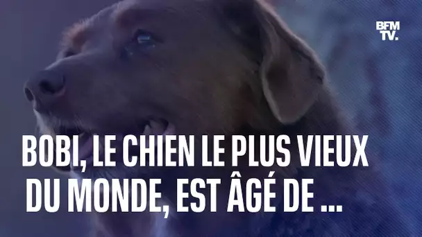 À 30 ans, Bobi devient le chien le plus vieux du monde