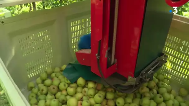 Récolte des pommes en Corrèze : une saison en demie teinte