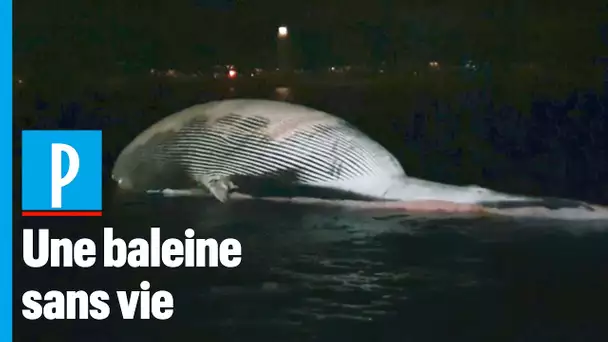 Italie : une énorme baleine s'échoue près de Naples