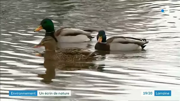 À la découverte du lac de Bouzey : un peu de poésie dans ce monde de brutes