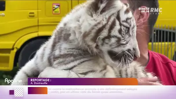 Le Parlement vote la disparition des animaux sauvage dans les cirques d'ici 2028