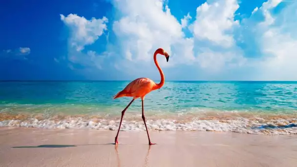 Devenez « Chef des Flamants Roses » aux Bahamas !