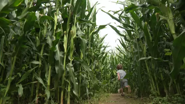 Sortie estivale : le labyrinthe de maïs d'Embreville (80) attire petits et grands depuis 2015.