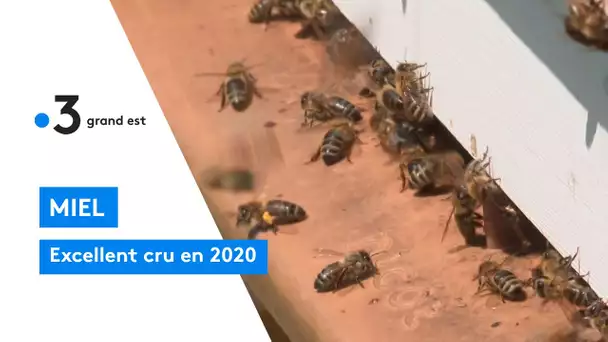 Miel : excellent cru en 2020