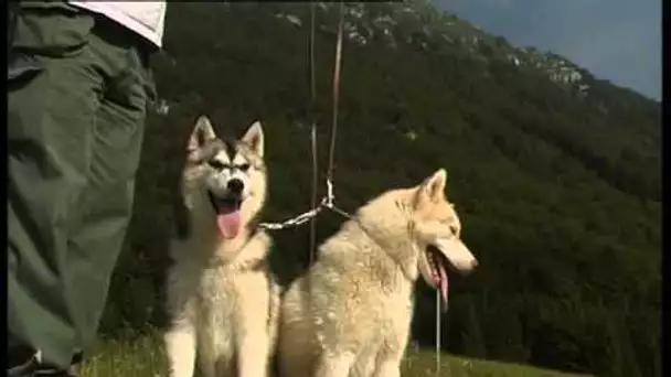 Husky Siberien et Malamute d&#039;Alaska