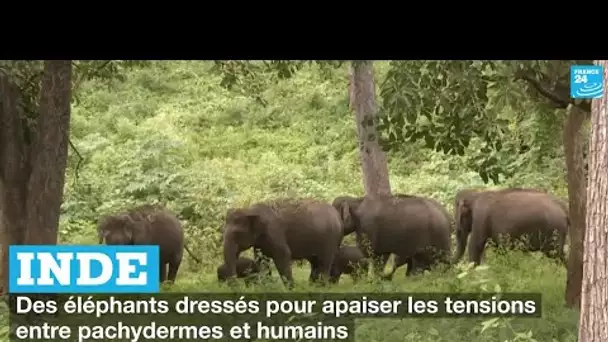 Inde : des éléphants dressés pour apaiser les tensions entre pachydermes et humains • FRANCE 24