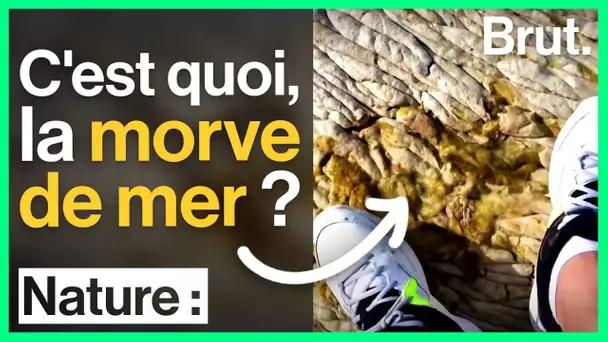 C'est quoi, la morve de mer ?