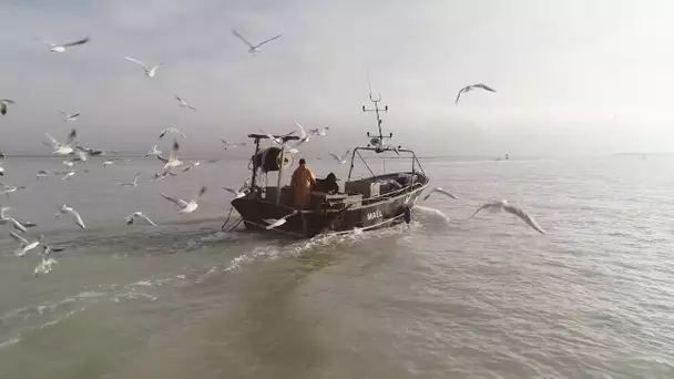 Trafic de civelles : le procès de 3 pêcheurs au tribunal d'Amiens