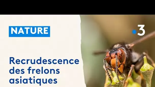 Béarn : les frelons asiatiques en recrudescence
