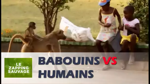 Des babouins attaquent des gens - ZAPPING SAUVAGE 29