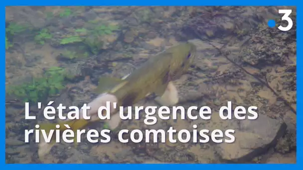 Le Collectif SOS Loue et Rivières Comtoises alerte sur "l’état d'urgence des rivières comtoises"