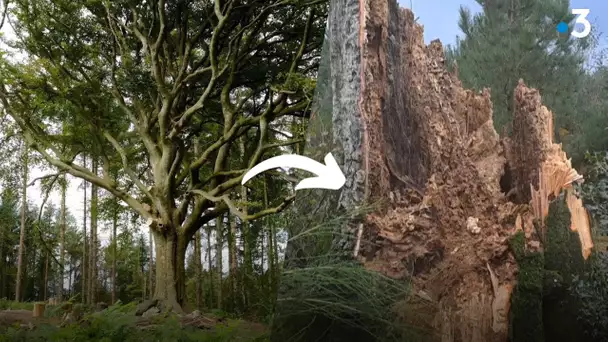 Pourquoi le légendaire arbre de Brocéliande, vieux de 300 ans, n'a pas résisté à la tempête Ciaran