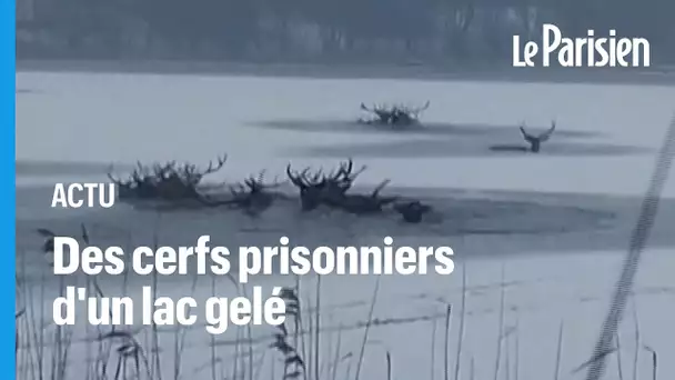 Pologne : des cerfs prisonniers d'un lac gelé