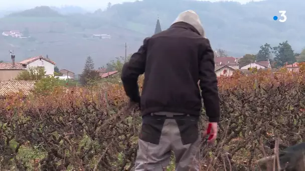Les producteurs de Beaujolais bourguignons revendiquent l'AOC Bourgogne