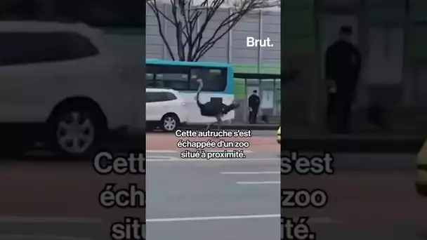 Une autruche pourchassée par la police en pleine ville après s'être échappée d'un zoo