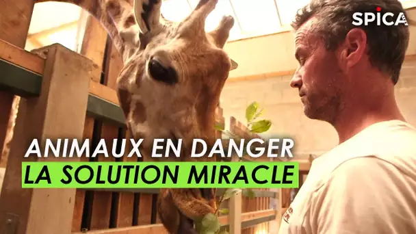 Sauver les animaux en danger, la solution miracle