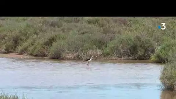 Bleue Occitanie vous entraine dans les roselières de Camargue. Entre roseaux et étang.