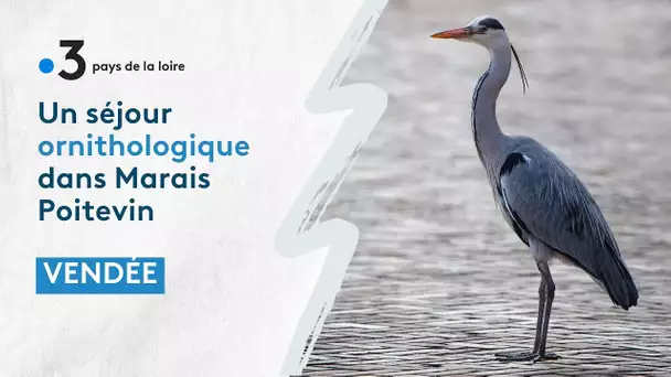 Vendée : un séjour ornithologique dans Marais Poitevin
