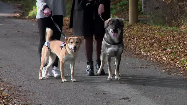 Des chiens et des chats errants de Roumanie sortis de la rue par l'association "Les Car'pattes"