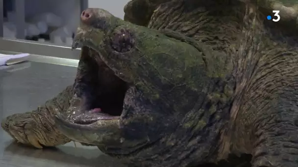 Une tortue alligator trouvée dans un parc des Alpes-Maritimes