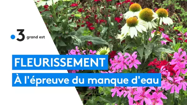 Économiser l'eau et rester beau, les villages fleuris au défi du dérèglement climatique