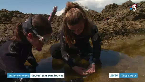 Ces scientifiques tentent de sauver les algues brunes de Méditerranée