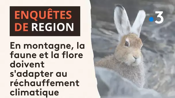 En montagne, la faune et la flore doivent s'adapter pour survivre au réchauffement climatique