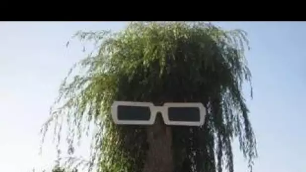 Finistère : Les lunettes géantes de Polnareff installées sur un arbre ont été volées