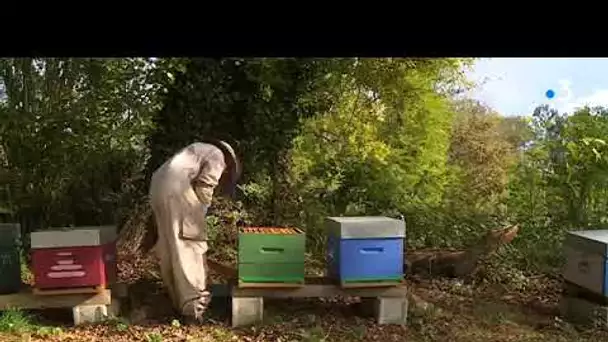 Béarn: baisse record de la production de miel