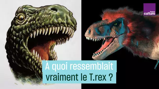 À quoi ressemblait vraiment le T.rex ?