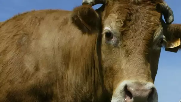 Les Pays-Bas ont une nouvelle mascotte : une vache, qui s’est enfuie de l’abattoir !
