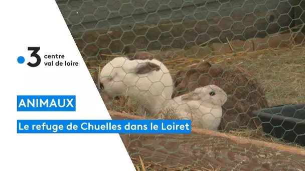 Loiret : refuge pour animaux de ferme