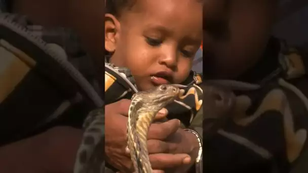 Il habitue son fils à la présence du cobra