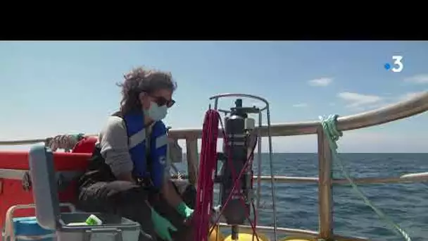 Loire-Atlantique : les colorations vertes de l'océan pourraient impacter la survie des coquillages