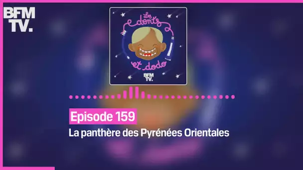 Episode 159 : La panthère des Pyrénées Orientales - Les dents et dodo