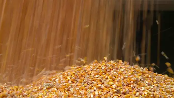 Béarn : en pleine récolte de maïs, le coût de l'énergie pose des problèmes pour le séchage